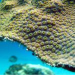 Coral reefs 'weathered dinosaur extinction'