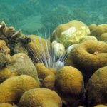 Colombia's improbable reef offers hope for coral worldwide
