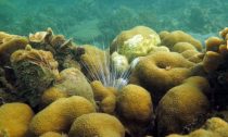 The Varadero reef could offer clues for the survival of other reefs in contaminated areas