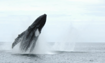 More than 20,000 North Pacific humpback whales spend the summer months in B.C. waters, according to Fisheries and Oceans Canada