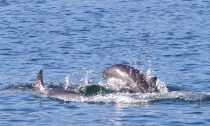 Dolphin and porpoise communicating via high pitched clicks