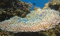 The Great Barrier Reef in Australia