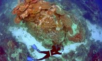 Diver photographing a coral reef