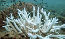 Coral bleaching caused by climate change