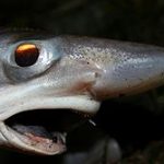 Rare ‘shark nursery’ discovered in deep waters west of Ireland