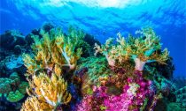 Coral reefs are under threat