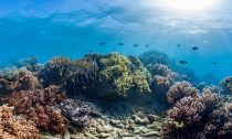 Healthy Coral Reef