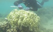 Co-author Keisha Bahr surveying a healthy coral colony. PC: Ji Hoon.