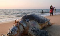 This turtle died after becoming entangled in fishing nets