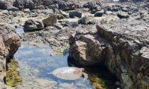 Turtle stuck in a rock pool during cold weather