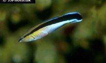 Labroides dimidiatus or Cleaner Wrasse
