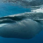 Conservation Groups Sue Trump Administration to Protect the Gulf of Mexico Whale