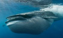 Bryde's Whale is an endangered species