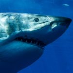Great white sharks are bottom-feeders, at least when they're little