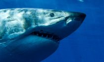 Great White Shark in Guadalope