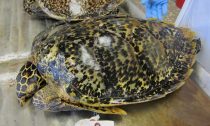 Hawksbill turtle shell being traded