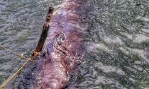 Dead Whale dies of plastic