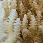 Microbiome boost may help corals resist bleaching