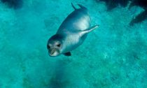 Mediterranean monk seals are exposed to a barrage of threats