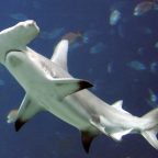 Europe's largest aquarium faces legal action over 30 dead hammerhead sharks