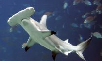 Hammerhead Shark