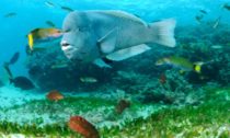 Residents of the coral reefs in Lord Howe Island Marine Park. The UNESCO World Heritage Site has been hit with widespread coral bleaching