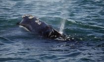 North Atlantic right whale