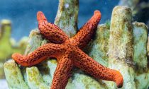 Starfish on coral