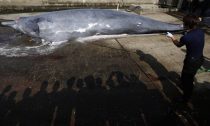 The carcass of a Baird's Beaked whale