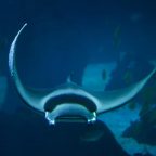 Have Scientists Found A Manta Ray Maternity Ward?
