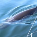 Blue belt zones to protect minke whales