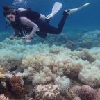 Half of Earth's coral reefs have been lost since 1950