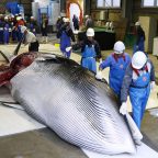 Japan resumed commercial whaling after 31 years