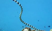 Coral banded Sea snake free swimming