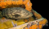 A Goliath grouper on Aquarius Reef Base, Florida Keys