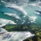 Dolphins exposed to 'cocktail of pollutants' in English Channel