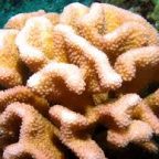 Trump administration sued over Hawaii’s cauliflower coral