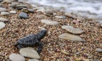 baby loggerhead turtle making way to ocean