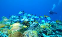 Coal Reef with Scuba diver