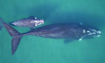 Southern right whale mother and calf in clear waters off Argentina