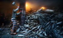 A worker uses a mallet to dislodge frozen tuna aboard a Chinese cargo vessel docked at the port of General Santos, in the Philippines.