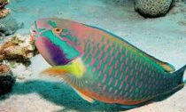 parrotfish swing in a coral reef