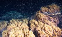 Over the weekend corals from across the reef mass spawned: