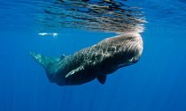 Baby Sperm Whale swimming in open water