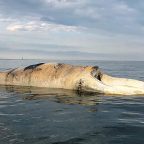 New Ways to Protect Right Whales With Help of Fishermen