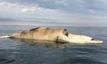 The body of a right whale, named Snake Eyes, was found off Long Island last month. He most likely got tangled in fishing gear, according to the necropsy results