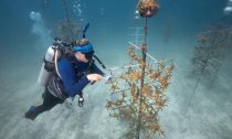 A diver cleans algae from staghorn coral at a Coral Reef Restoration Foundation nursery
