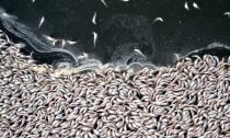 Dead sardines in low oxygen seas