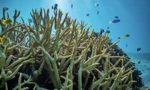 AN ASSEMBLY OF DAMSELFISHES ON THE GREAT BARRIER REEF IN AUSTRALIA. SEVERAL OF THESE DAMSELFISH SPECIES WERE USED BY THE RESEARCHERS IN THEIR STUDY. PHOTO: FREDRIK JUTFELT/NTNU