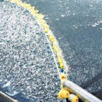 Overfishing: Can We Ever Reverse the Damage We’ve Done